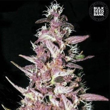 Насіння конопель Purple Glam Kush Feminised